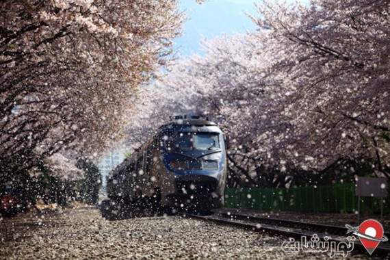 شکوفه های گیلاس در کره جنوبی