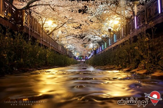 شکوفه های گیلاس در کره جنوبی