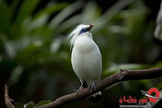Bali Bird Park (3)