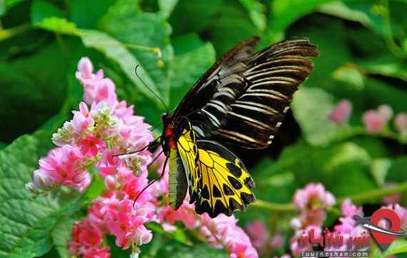 باغ پروانه و دنیای حشرات پوکت